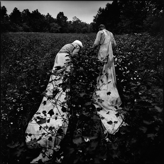 Floyd Hollman and Leona pick cotton with traditional 9-foot sacks on Hollman's farm in Abbeville, MS. The introduction of the mechanical cotton picker in the 1940's marked the end of an era in American society. Many African-Americans, no longer needed for large-scale hand-picked cotton farming, left Mississippi in search of opportunity in the North. Today, only a handful of farmers still harvest cotton in the manner of their slave and sharecropper ancestors. Octagenarian Floyd Hollman owns his own land and still hand-picks at least part of his crop every year to keep his stamina up. "I used to be able to pick over 300 pounds of cotton a day" says Hollman, "But now I can only get about 100 pounds."